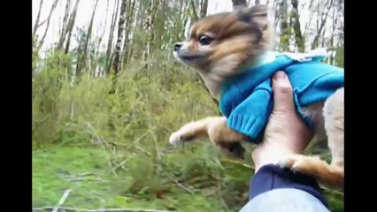 [+18 ~ Sexy Funny Girl]FLYING DOG