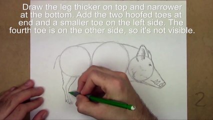 Karakalem Domuz Çizimi