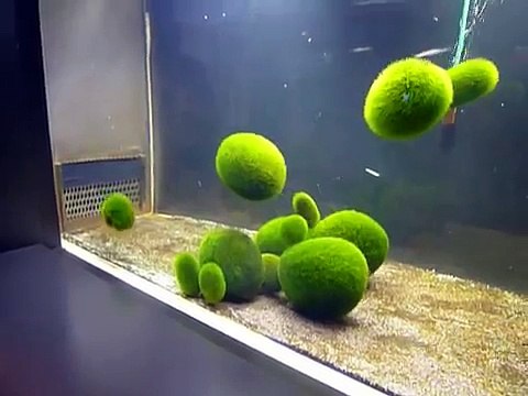 D'étranges boules vertes envahissent les plages de Sydney