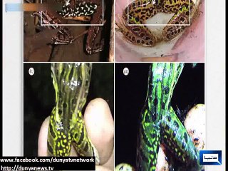 Dunya News - Light Stories from all over the world