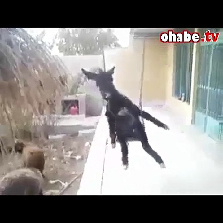 Hayatı Tespih Yapıp Sallayan Eşşek