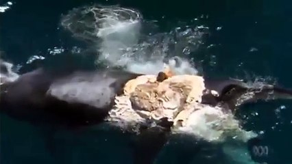 Homem Salta para Agua Cheia de Tubarões