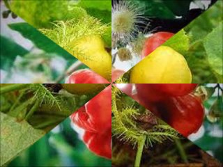 Anh Đi giữ Vườn ~ Cẩm Ly ft Quốc Đại 2013