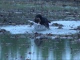 Jixie du Mazet de la Crau : premières sorties à 5 mois en action de chasse aux canards.