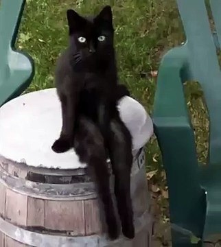 Un chat assis balance ses pattes