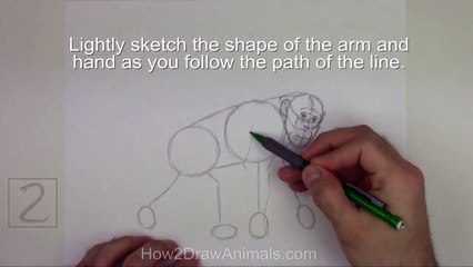 Karakalem Şempanze Çizimi