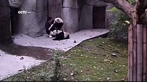Mignon -  deux pandas ne veulent pas prendre leurs médicaments