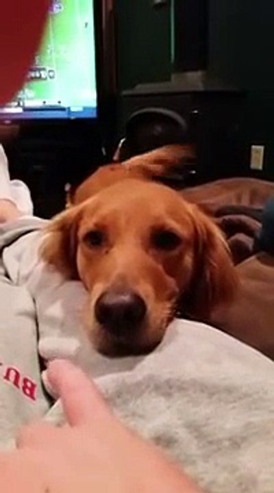 Un chien chanteur fait des vocalises