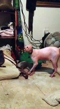 Ce chat très particulier n'aime pas, mais alors vraiment pas Halloween !