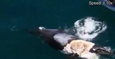 Il saute sur une carcasse de baleine dévorée par des requins