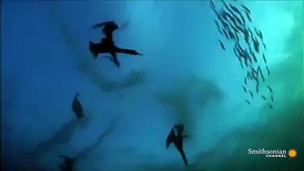 Amazing Capturing Of Birds Hunting Fishes