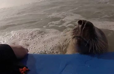 Le phoque "you" avec les surfeurs à Lacanau Océan