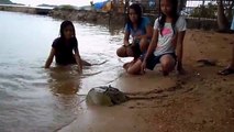 cangrejo herradura (limulus polyphemus)