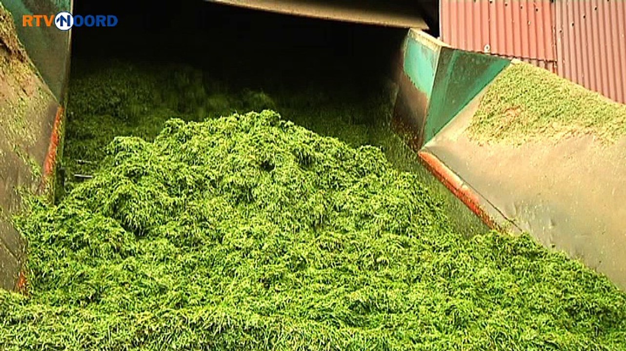 Het gras blijft maar komen - RTV Noord