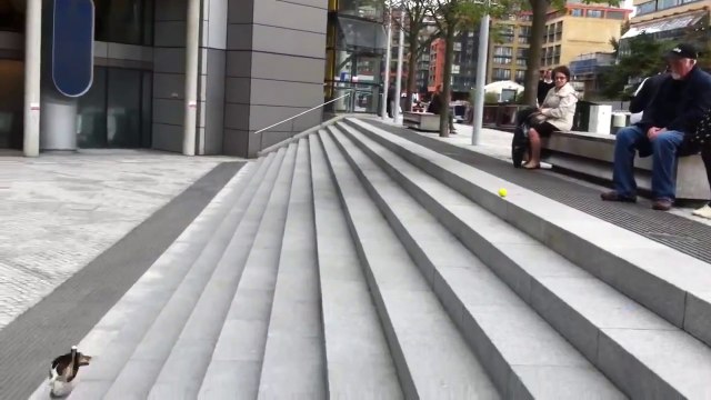 Ce chien n'a besoin de personne pour lui lancer la balle