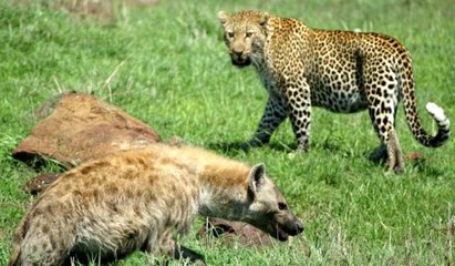 Büyük Kedilerin Günlüğü | 18.Bölüm