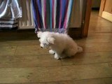 Lilly The Bichon Frise doing some tricks. 12 Weeks Old.