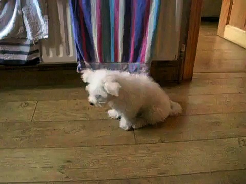 Lilly The Bichon Frise doing some tricks. 12 Weeks Old.