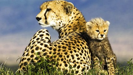 Büyük Kedilerin Günlüğü | 27.Bölüm