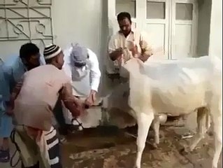 a bull runaway during slaughter........