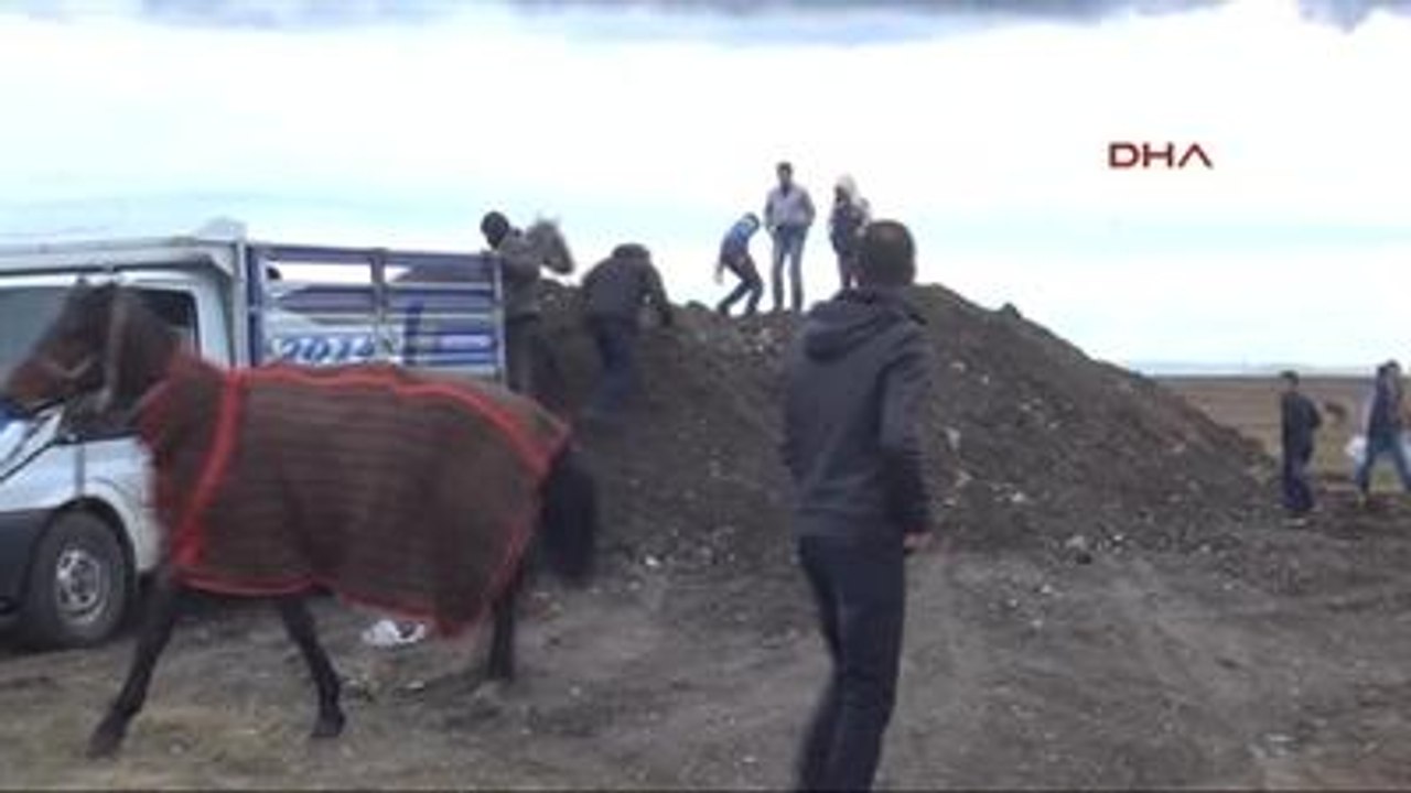 Kars Cirit Yarışlarına Soğuk Hava Engeli