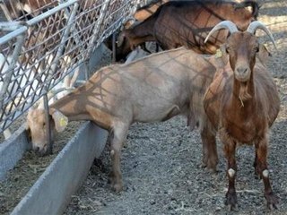 Üniversiteli Keçiler "Yok" Satıyor