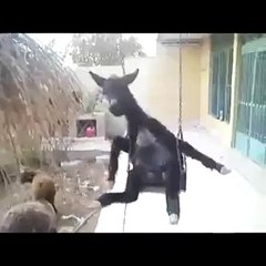 Hayatı Tespih Yapıp Sallayan Eşşek..