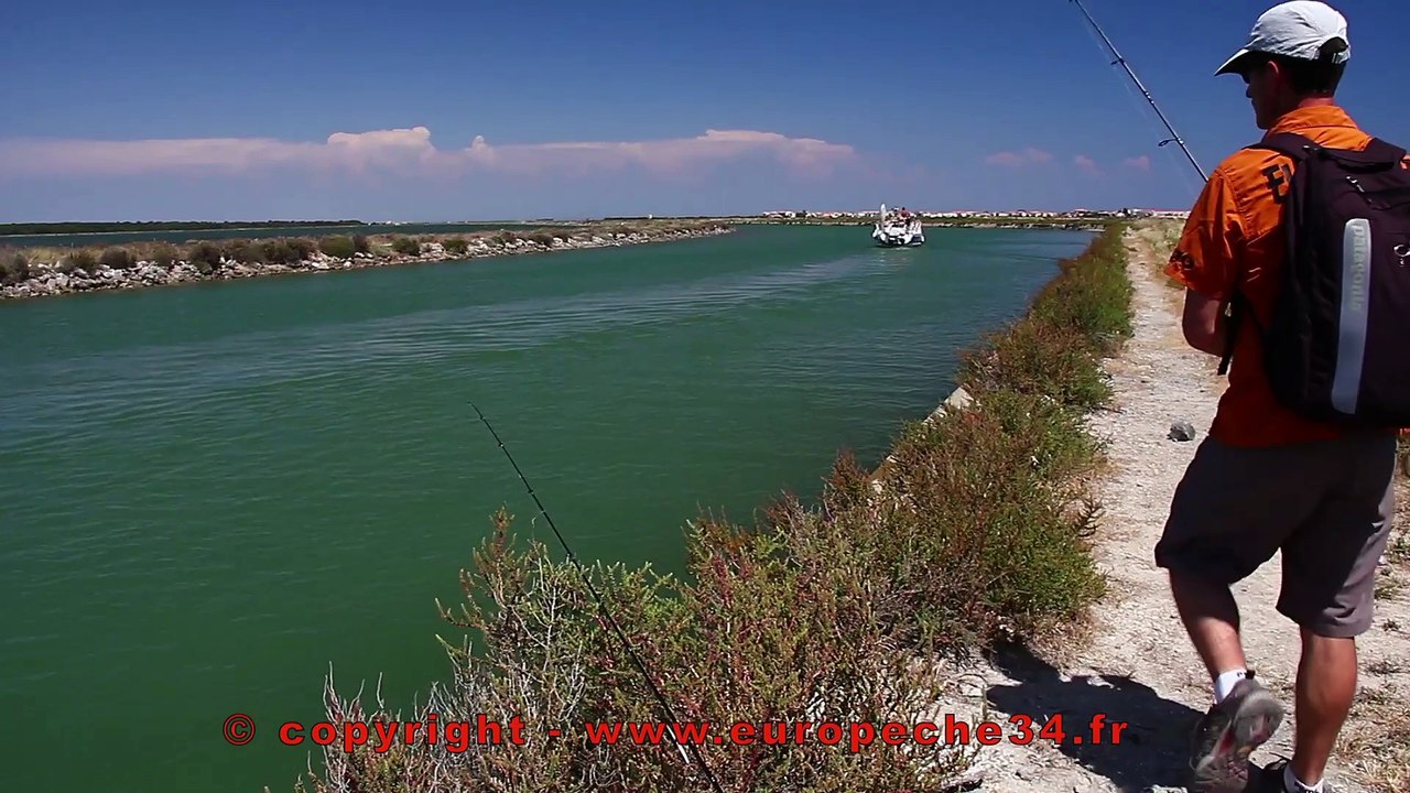 Pêche du loup (bar) aux leurres de surface. Europêche34