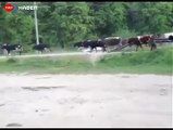 İnekleri Ezen Kamyoncu - Tarım Günlükleri