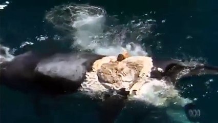 Il saute sur la carcasse d'une baleine morte