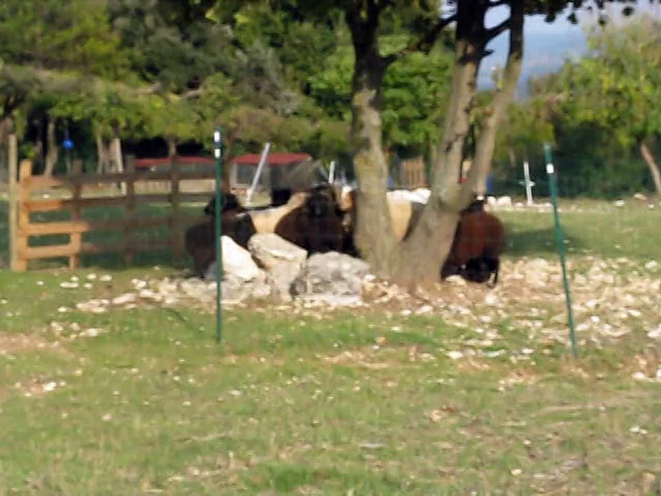 Japon, jeune Berger belge Laekenois 6 mois