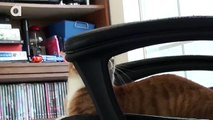 Travailler avec un chat à la maison, pas facile !