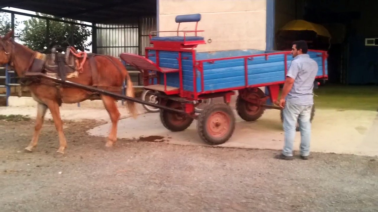 Mübarek katır değil sanki 30 yıllık şoför garaja öyle bir girişi var ki