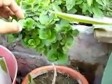 growing tomato plant at home