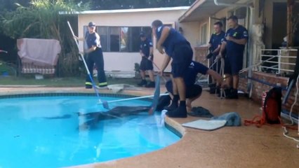 Cheval secouru par les pompiers dans une piscine