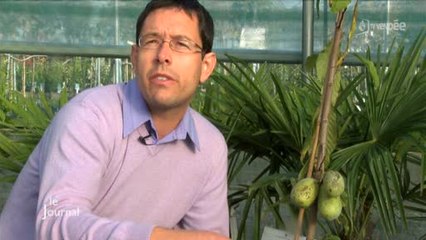 La Chaize-le-Vicomte : L'asiminier trilobé se commercialise