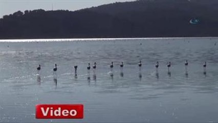 Flamingolar Bodrum'a Akın Etti