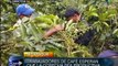 Nicaraguan coffee exports generate increased revenue