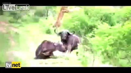 Bufalo aslanı yerden yere vurdu