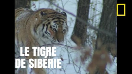 À la rencontre du tigre de Sibérie [National Geographic]