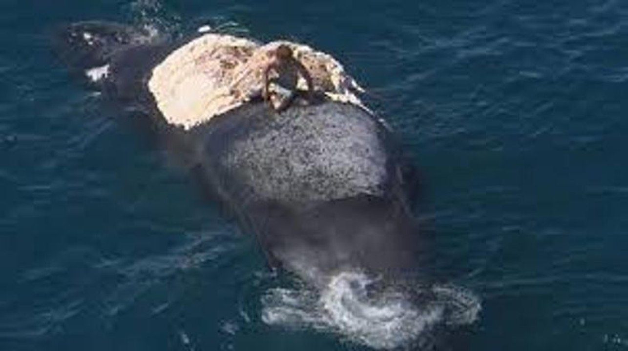 Ölü balinanın üzerinde yaşam savaşı