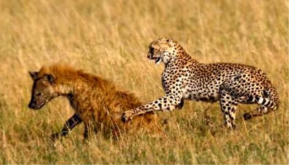 Büyük Kedilerin Günlüğü | 4.Bölüm