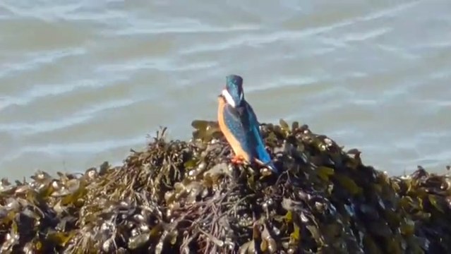 Nettoyage raisonné et sorties ornitho à Hillion