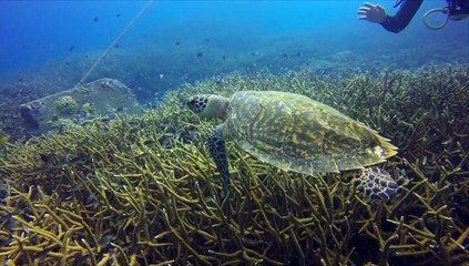 Tioman Trip 31 October OWDC