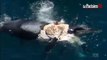 Il surfe sur le cadavre d'une baleine entourée de requins