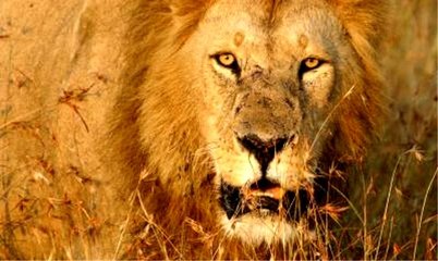 Büyük Kedilerin Günlüğü | 5.Bölüm