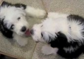 Adorable Puppy Wonders Where His Reflection Has Gone