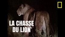 La chasse du Lion [National Geographic]