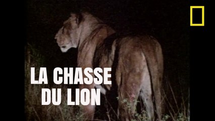 La chasse du Lion [National Geographic]