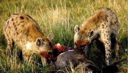 Büyük Kedilerin Günlüğü | 6.Bölüm